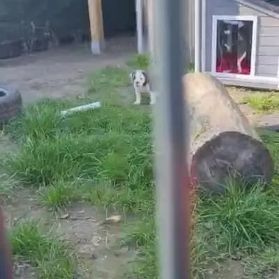 Bild aus Bulldoggen von der Rudolfshöhe  in Brandenburg, wo unsere Old English Bulldog-Hunde in einer liebevollen Umgebung aufwachsen.