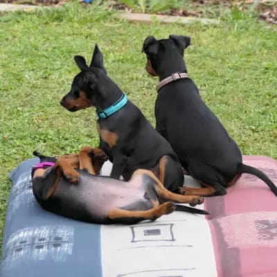 Bild aus Zwergpinscher vom Zwergbach in Bayern, wo unsere Zwergpinscher-Hunde in einer liebevollen Umgebung aufwachsen.