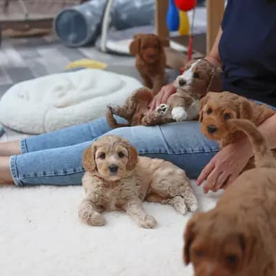 Bild aus Heart & Soul Doodles Australian Labradoodles in Nordrhein-Westfalen, wo unsere Australian Labradoodle-Hunde in einer liebevollen Umgebung aufwachsen.