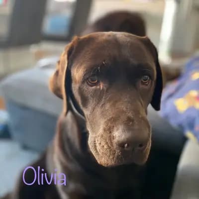 Olivia von den Ohmenbergen