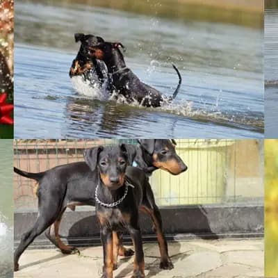 Galerie-Bild von Manchester Terrier von der Spree in Berlin, mit Eindrücken unserer Manchester Terrier-Zucht.