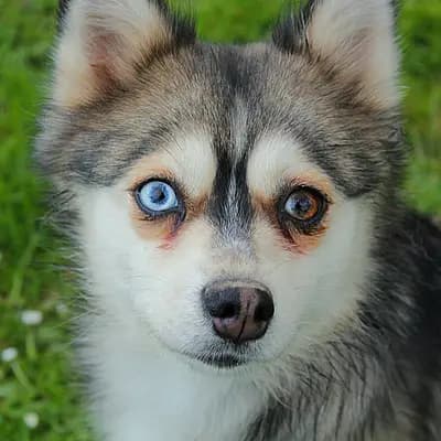 Foto von Kiwi, einem Pomsky-Elternhund in Rheinland-Pfalz.