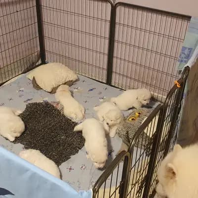 Bild aus Heavens Hayfield in Niederösterreich, wo unsere Samojede-Hunde in einer liebevollen Umgebung aufwachsen.
