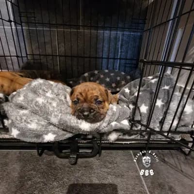 Bild aus Bachgau_B_Bulls LIEBHABER Zucht in Bayern, wo unsere Continental Bulldog (Nationale Rasse)-Hunde in einer liebevollen Umgebung aufwachsen.