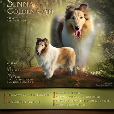 Galerie-Bild von Collie of Golden Gate  in Baden-Württemberg, mit Eindrücken unserer Amerikanischer Collie-Zucht.