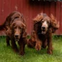 Foto der Rasse Irish Red Setter