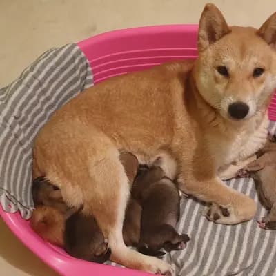 Bild aus LENA OD MURE in Gespanschaft Međimurje, wo unsere Shiba Inu-Hunde in einer liebevollen Umgebung aufwachsen.