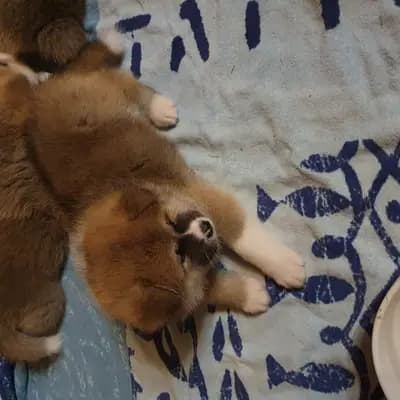 Yella – Akita Welpe, Wallonische Region, 由...饲养 Akitaostbelgien Go Haiben Shunzansou