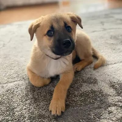 Nala