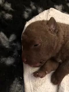 Galerie-Bild von Witchess - Chesapeake Bay Retriever Zucht in Hessen, mit Eindrücken unserer Chesapeake Bay Retriever-Zucht.