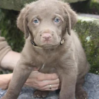 Foto von Rüde "braun", einem Chesapeake Bay Retriever-Welpe in Hessen.