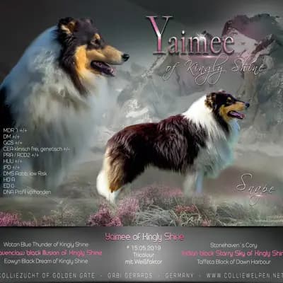 Galerie-Bild von Collie of Golden Gate  in Baden-Württemberg, mit Eindrücken unserer Amerikanischer Collie-Zucht.
