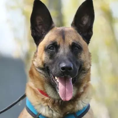 Foto von Joker, einem geretteten Malinois in Berlin.