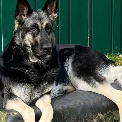 Foto von Belladonna von Olymp , einem Osteuropäischer Schäferhund-Elternhund in Niedersachsen.