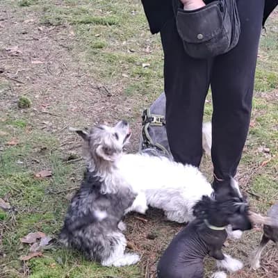 Galerie-Bild von Luch's Black Guardian  in Brandenburg, mit Eindrücken unserer Russischer Schwarzer Terrier-Zucht.