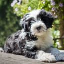 Foto der Rasse Tibet Terrier