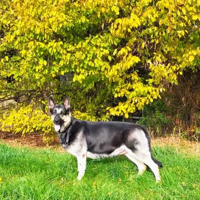 Galerie-Bild von Von Vegas Imperium in Nordrhein-Westfalen, mit Eindrücken unserer Osteuropäischer Schäferhund-Zucht.