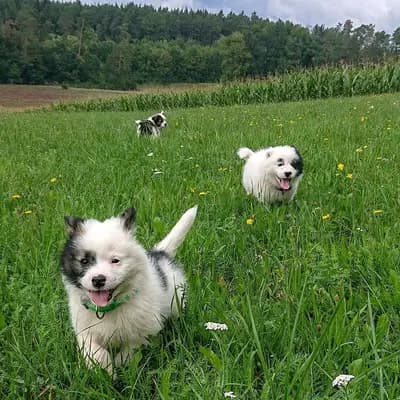 Galerie-Bild von Elo® von Werths Echte  in Bayern, mit Eindrücken unserer Elo-Zucht.