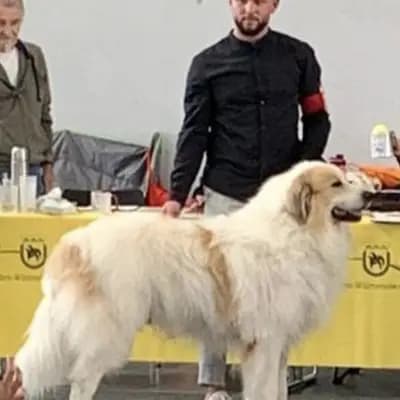 Foto von Jukon , einem Pyrenäen-Berghund-Elternhund in Nordrhein-Westfalen.