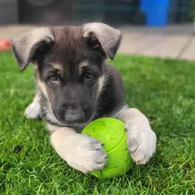 Galerie-Bild von Private  in Nordrhein-Westfalen, mit Eindrücken unserer Osteuropäischer Schäferhund-Zucht.
