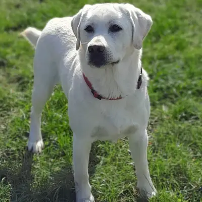 Multichampion weißer Labrador Deckrüde gekört Rö. 0/0 GRSK gen. 210 fach 0/0 – Labrador Retriever Welpe, Schleswig-Holstein, Raised by Von Lunasee 