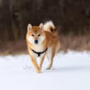 Foto der Rasse Shiba Inu