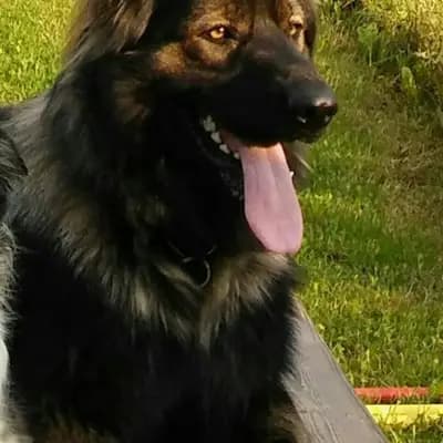 Galerie-Bild von Hundezucht of Mystery Grey  in Steiermark, mit Eindrücken unserer Altdeutscher Schäferhund-Zucht.