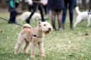 Foto der Rasse Sealyham Terrier