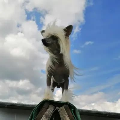 Bild aus The Bushwalker  in Niedersachsen, wo unsere Bedlington Terrier-Hunde in einer liebevollen Umgebung aufwachsen.