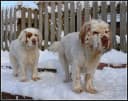 Foto der Rasse Clumber Spaniel