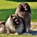 Foto der Rasse Wolfsspitz