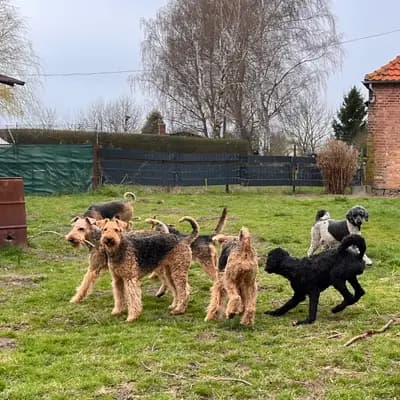 Bild aus Airedaleterrierof Ravenclaw  in Mecklenburg-Vorpommern, wo unsere Großpudel (Königspudel)-Hunde in einer liebevollen Umgebung aufwachsen.