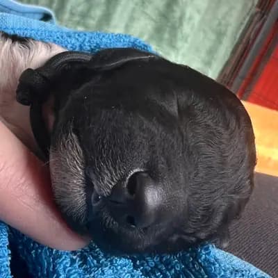 Bild aus Airedaleterrierof Ravenclaw  in Mecklenburg-Vorpommern, wo unsere Großpudel (Königspudel)-Hunde in einer liebevollen Umgebung aufwachsen.