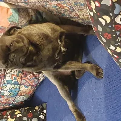 Bild aus Rotellini's  in Niedersachsen, wo unsere Mops-Hunde in einer liebevollen Umgebung aufwachsen.
