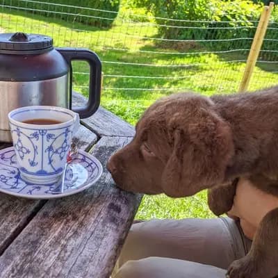 Titelbild von Witchess - Chesapeake Bay Retriever Zucht in Hessen, Heimat unserer Chesapeake Bay Retriever-Zucht.