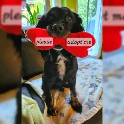 Olli,Cuqui