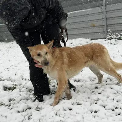 Tiko