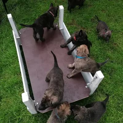 Galerie-Bild von Holländische Schäferhunde od Zlaté Sovy in Nordrhein-Westfalen, mit Eindrücken unserer Hollandse Herdershond (Holländischer Schäferhund)-Zucht.