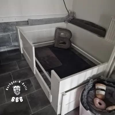 Bild aus Bachgau_B_Bulls LIEBHABER Zucht in Bayern, wo unsere Continental Bulldog (Nationale Rasse)-Hunde in einer liebevollen Umgebung aufwachsen.