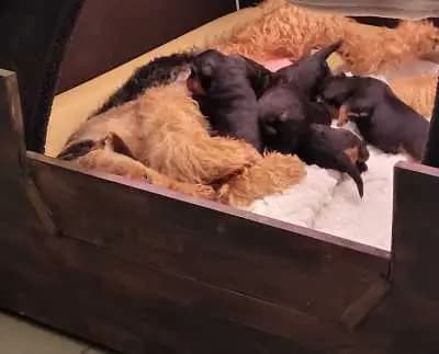 Hündin – Airedale Terrier Welpe, Bayern, 由...饲养 "vom Ländtor"