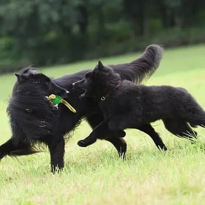 Belgische Schäferhunde – Hunderasse