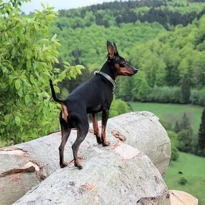 Zwergpinscher – Hunderasse