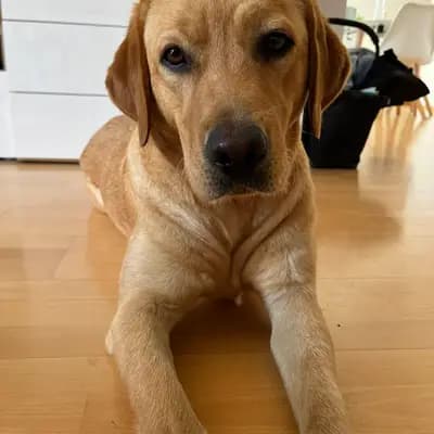 Kuba