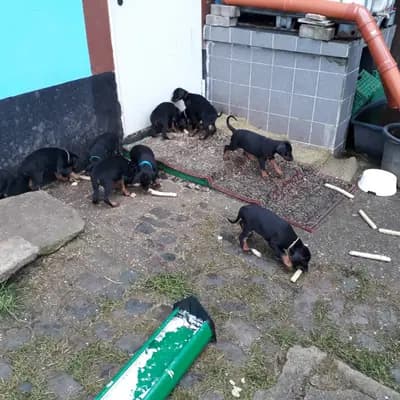 Bild aus Von der Sickingerburg in Rheinland-Pfalz, wo unsere Dobermann-Hunde in einer liebevollen Umgebung aufwachsen.