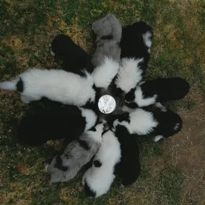 Bild aus Colliezucht 'Of Passion'  in Niedersachsen, wo unsere Collie (Langhaar)-Hunde in einer liebevollen Umgebung aufwachsen.