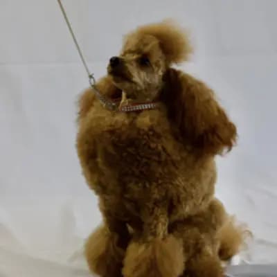 Deckrüde Zwergpudel / Minipudel / Pudel – Zwergpudel Welpe, Hessen, 由...饲养 Nucleus Line Poodle 