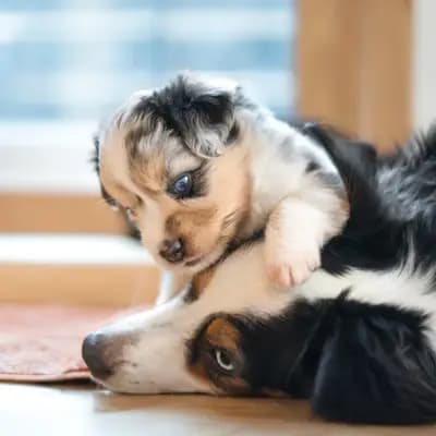 Bild aus Million Dollar Ranch in Bayern, wo unsere Miniature American Shepherd-Hunde in einer liebevollen Umgebung aufwachsen.