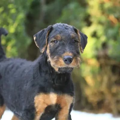 Airedale Terrier - Welpen – Airedale Terrier Welpe, Bayern, Yetiştirildi "vom Ländtor"