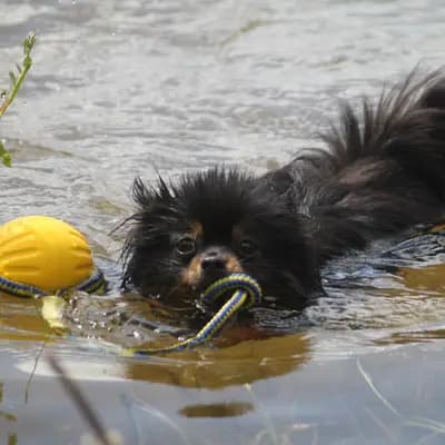Galerie-Bild von Kleinspitze v. d  Schüpfer Zwergen und Langhaar Schäferhunde von den Schüpfer Hexen in Baden-Württemberg, mit Eindrücken unserer Kleinspitz-Zucht.