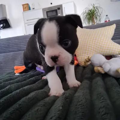 Annabelle – Boston Terrier Welpe, Nordrhein-Westfalen, 由...饲养 Von den Manchester Hexen